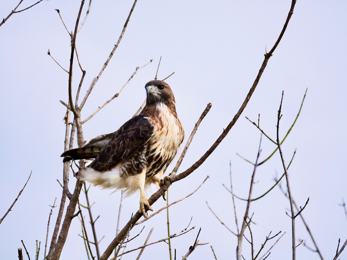 Канюк неоарктичний - ML644563363