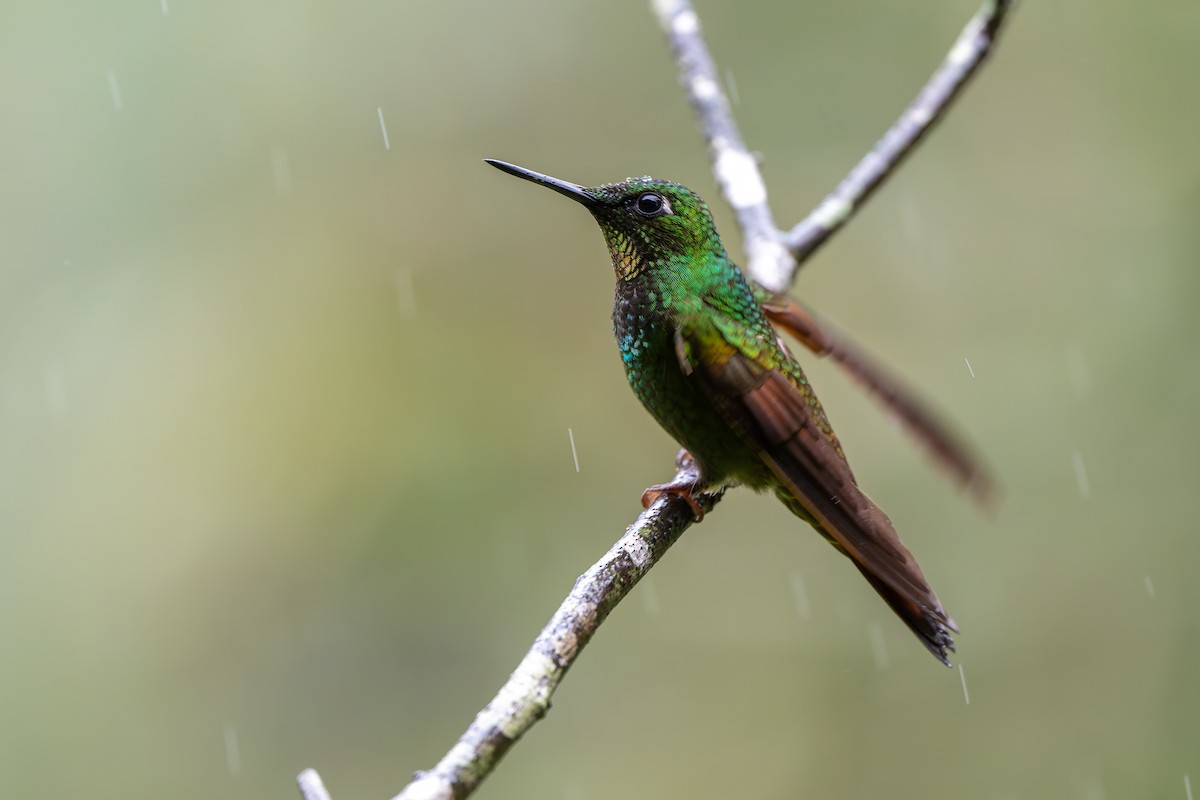 Brazilian Ruby - ML644563374