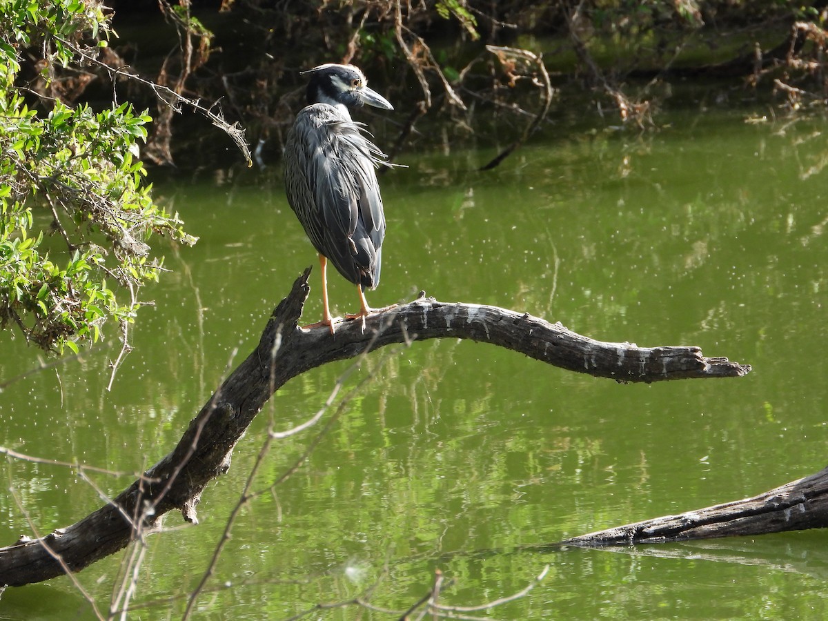 gulkronehegre - ML644563376