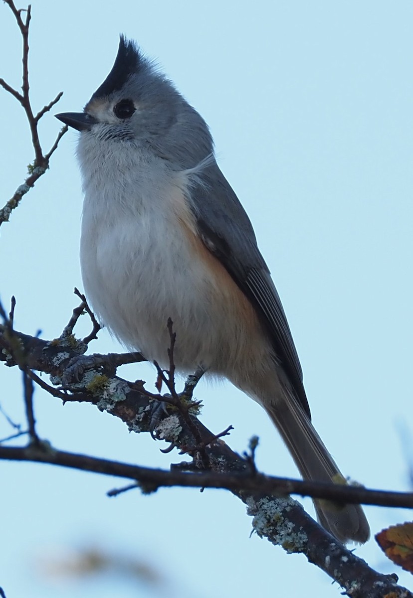 Black-crested Titmouse - ML644563379
