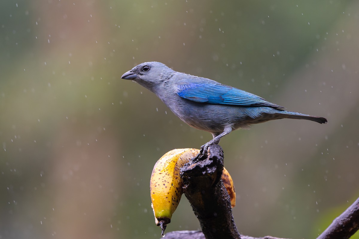 Azure-shouldered Tanager - ML644563391