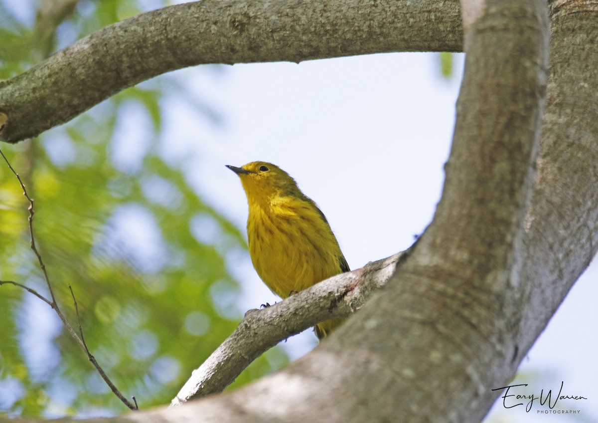 Mangrove Yellow Warbler (Greater Antillean) - ML644563397