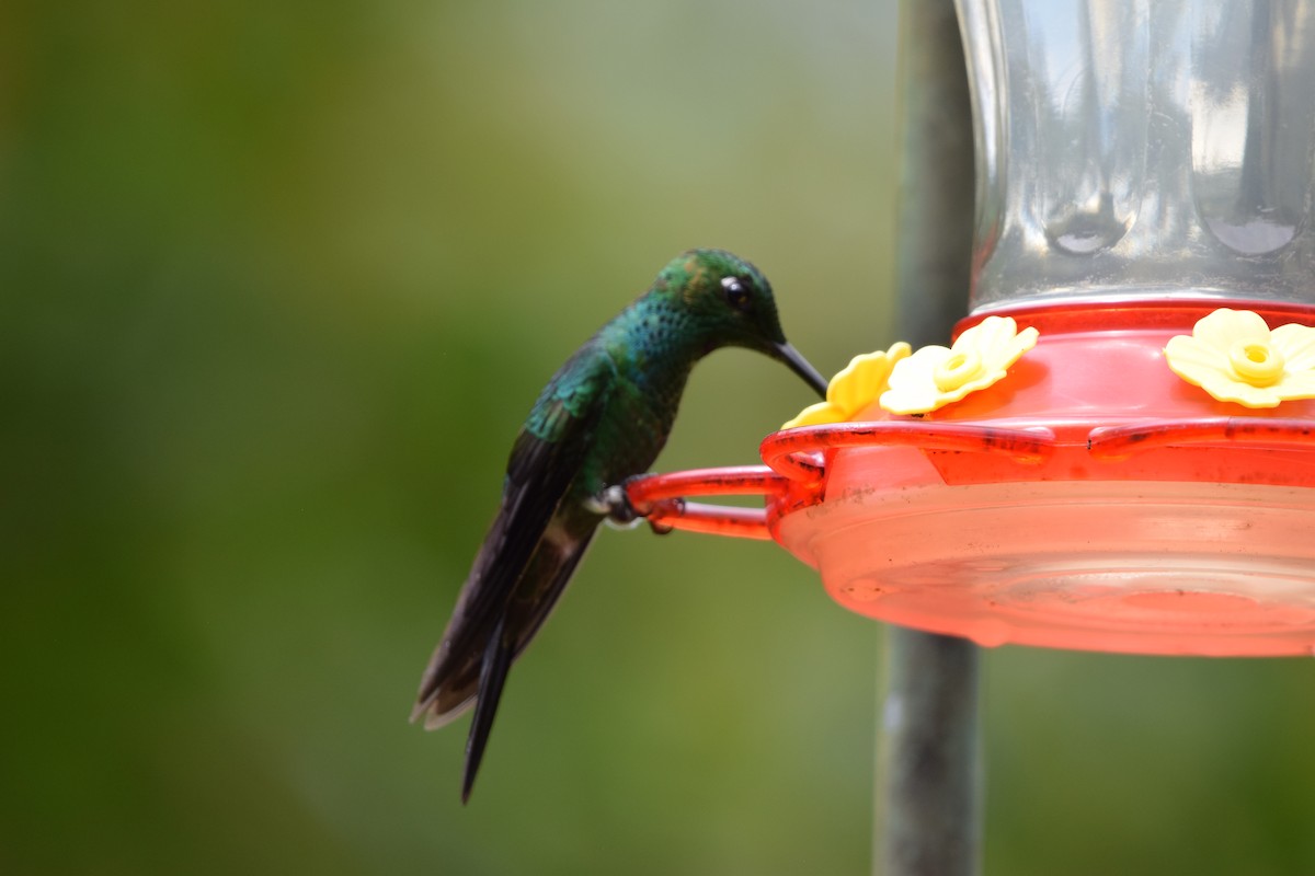 Колібрі-діамант колумбійський - ML644563402