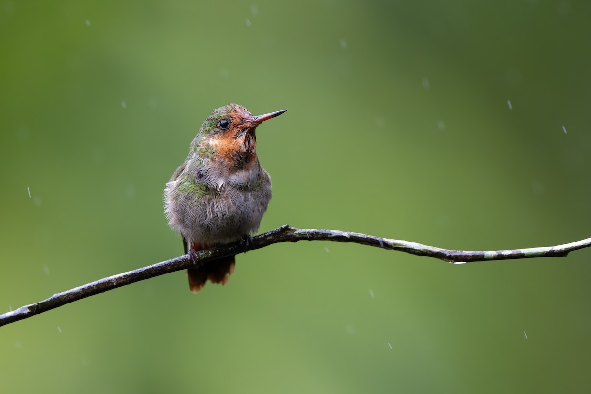 Frilled Coquette - ML644563404