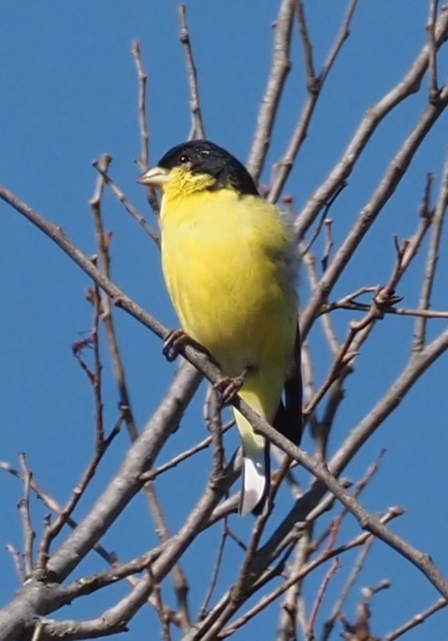 Lesser Goldfinch - ML644563415