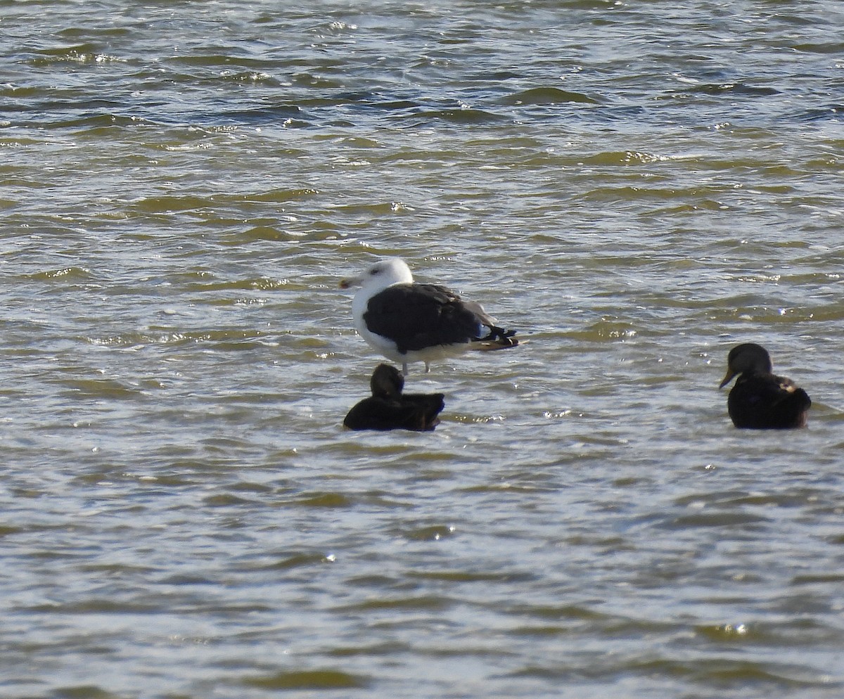 Gavión Atlántico - ML644563420