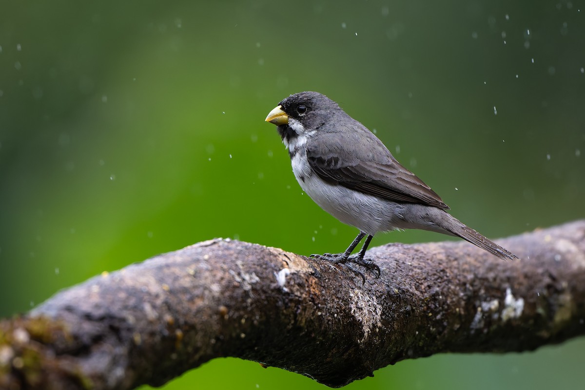 Double-collared Seedeater - ML644563422
