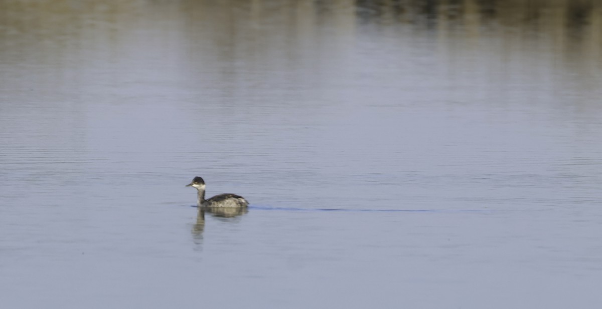 טבלן בינוני - ML644563444