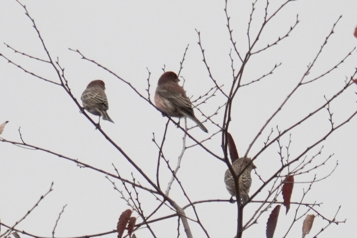 Purple Finch - ML644563445