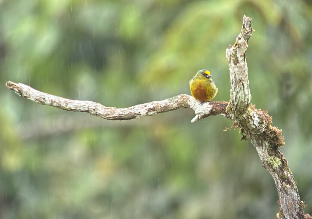 Olive-backed Euphonia - ML644563454