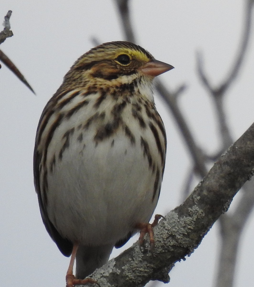 Savannah Sparrow - ML644563456
