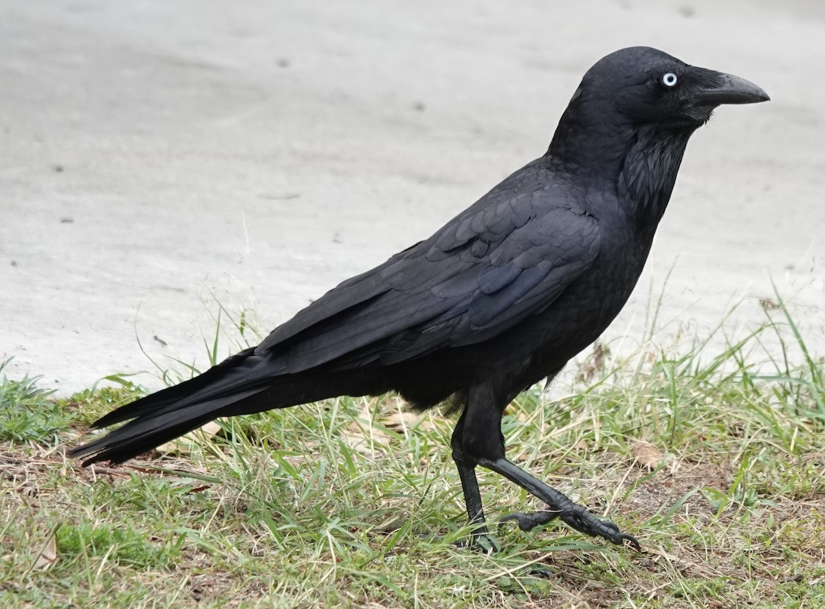 Australian Raven - ML644563457