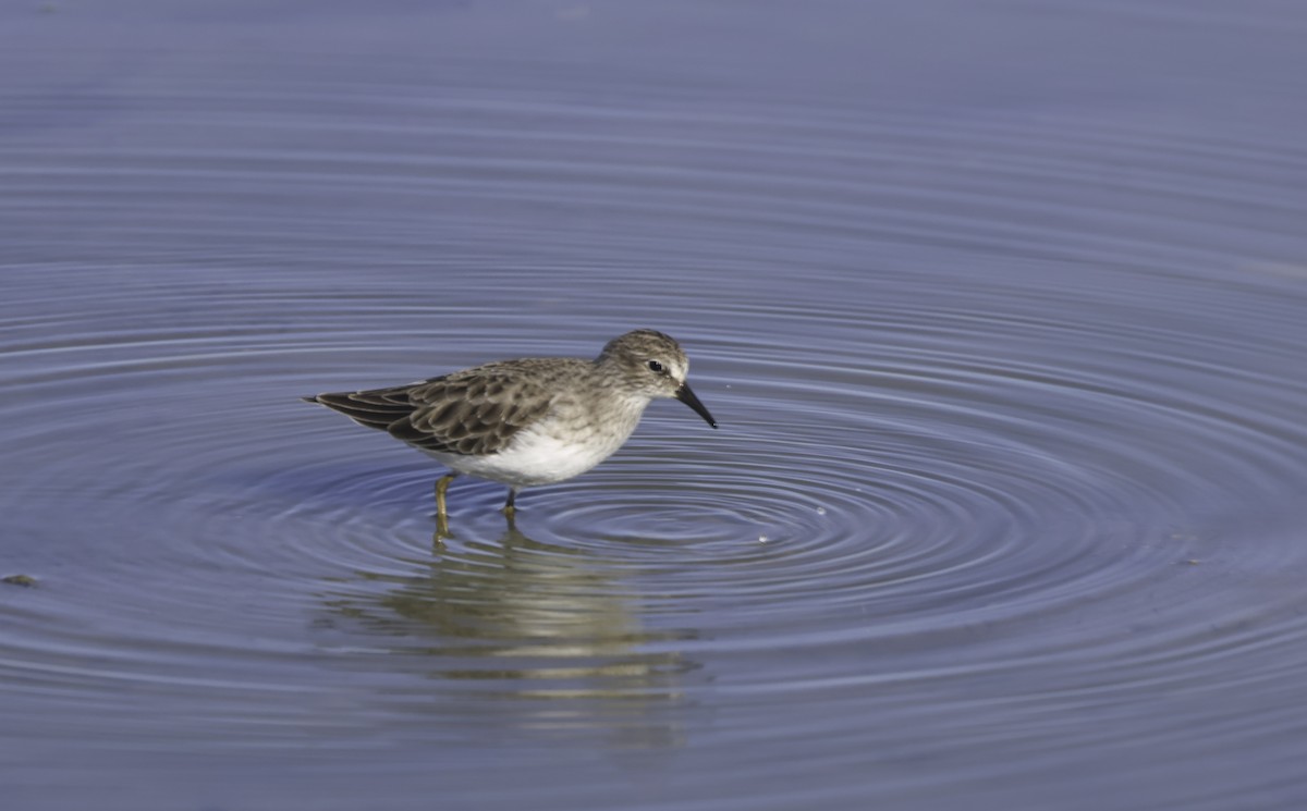 Txirri nanoa - ML644563458