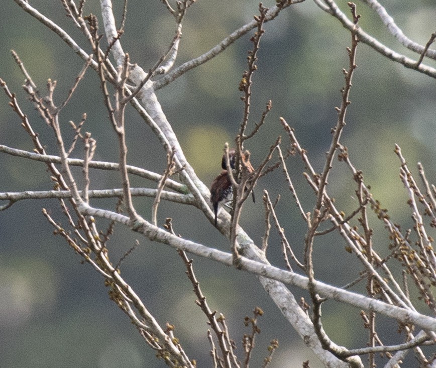 Bronze Mannikin - ML644563460