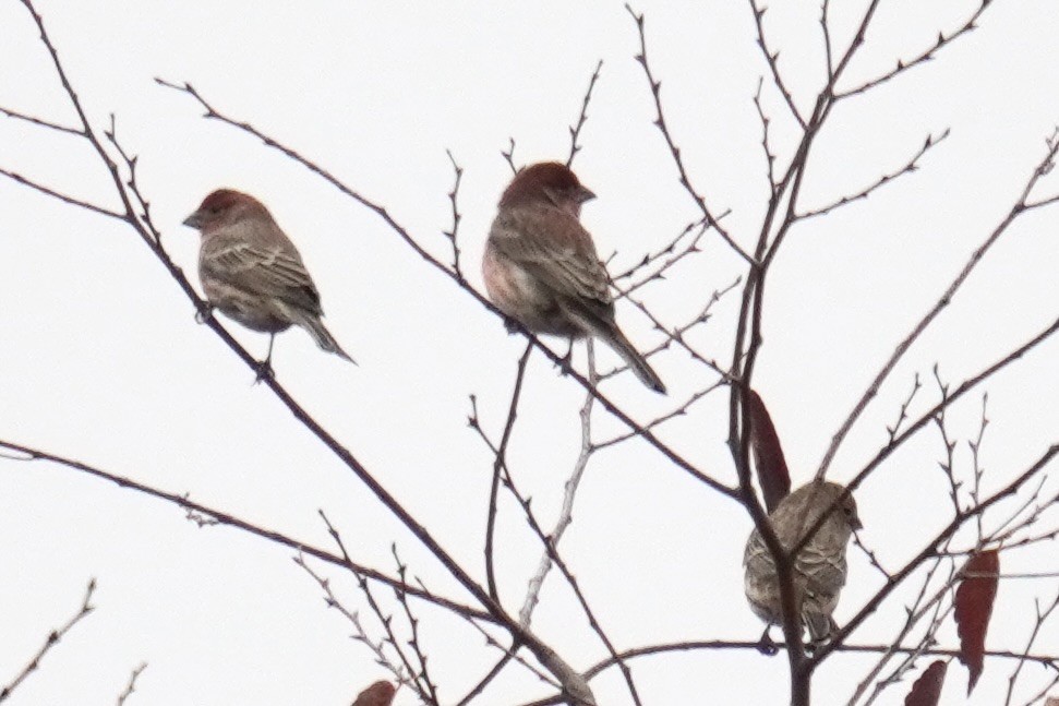 Purple Finch - ML644563461