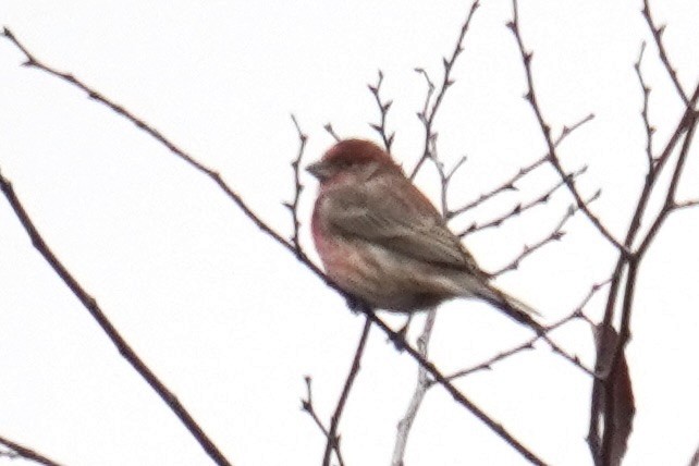 Purple Finch - ML644563467
