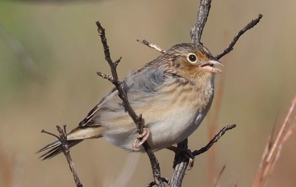 Grasshopper Sparrow - ML644563477