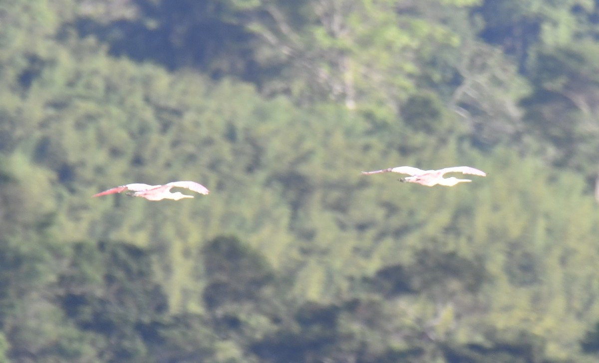 Roseate Spoonbill - ML644563507