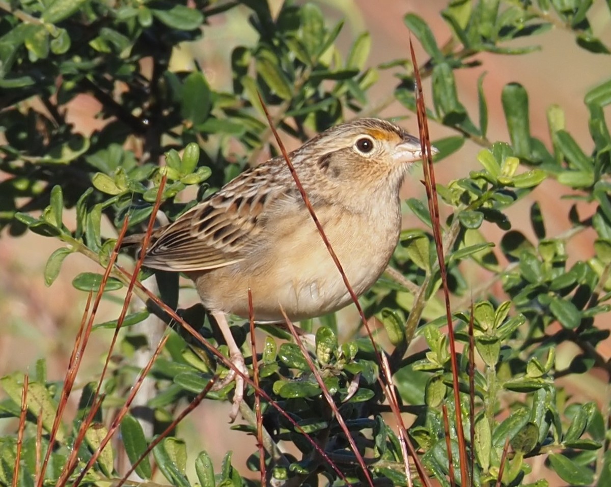Grasshopper Sparrow - ML644563510