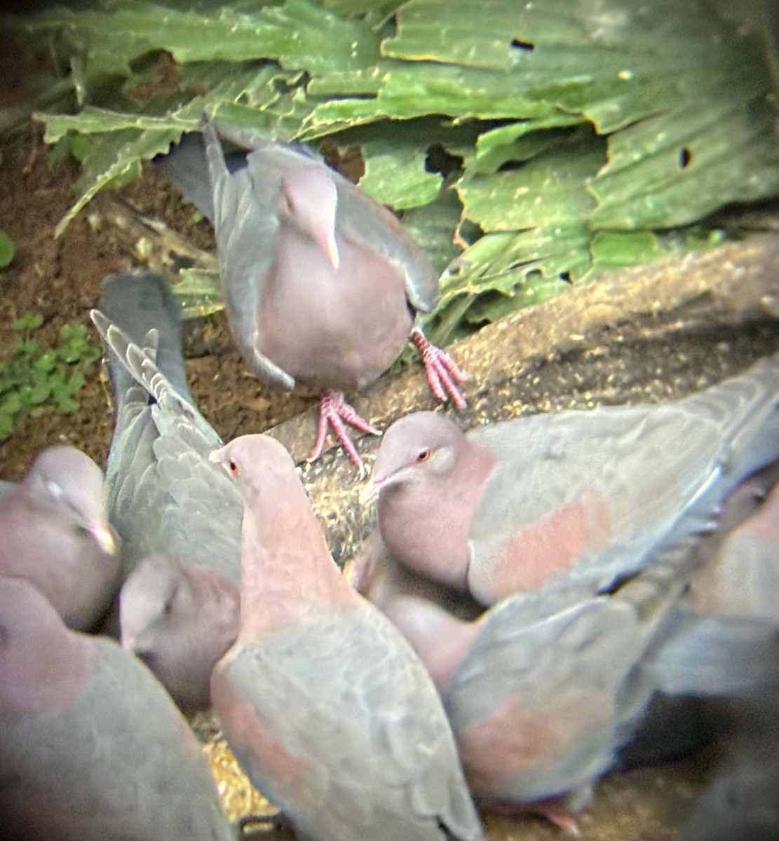 Sarı Gagalı Kızılca Güvercin - ML644563514