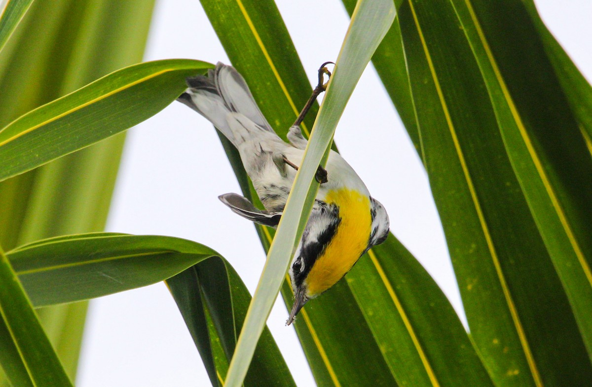 Yellow-throated Warbler - ML644563524