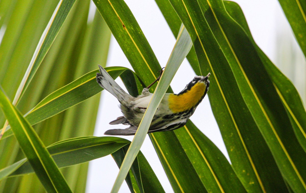 Yellow-throated Warbler - ML644563528