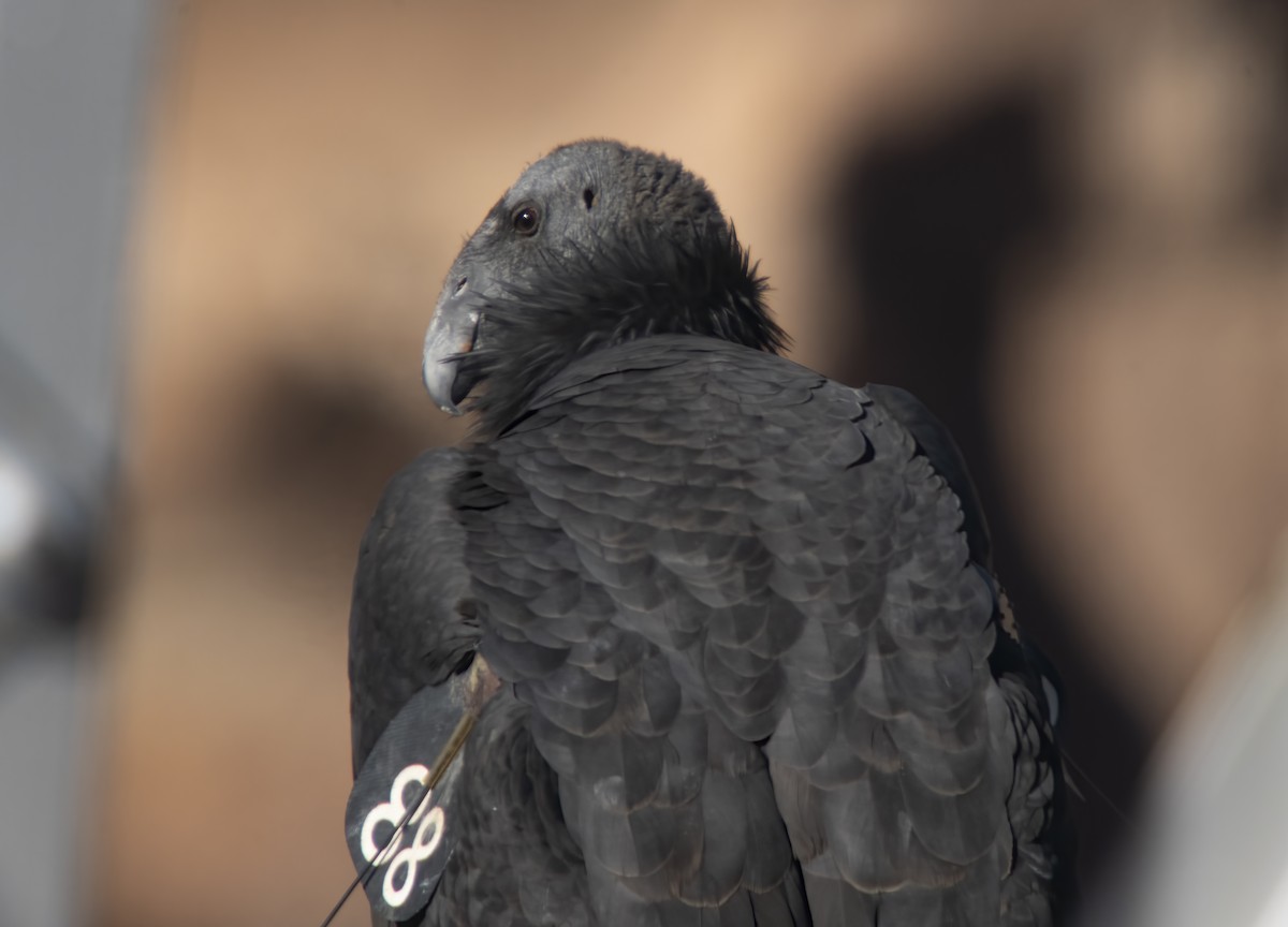 Kalifornienkondor - ML644563537