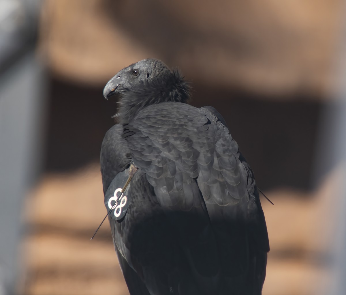 Kalifornienkondor - ML644563538