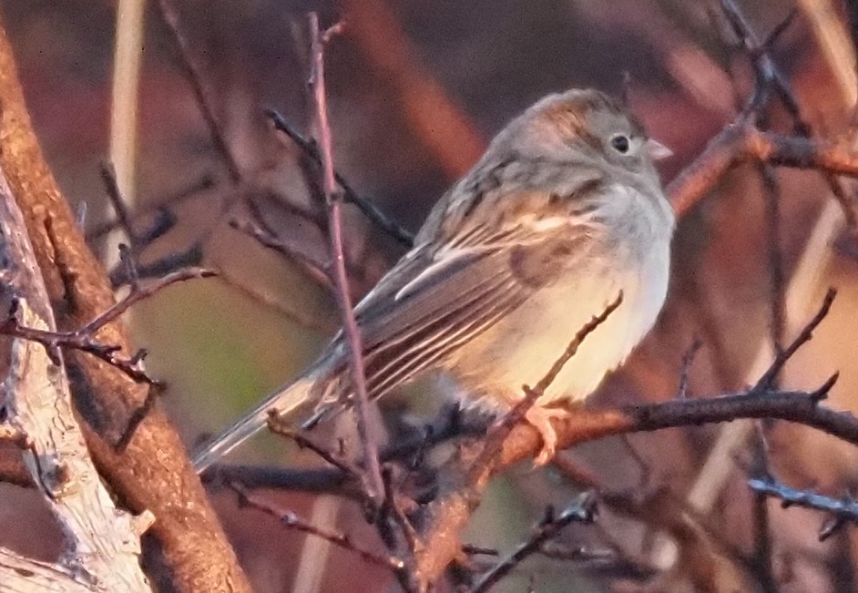 Field Sparrow - ML644563542