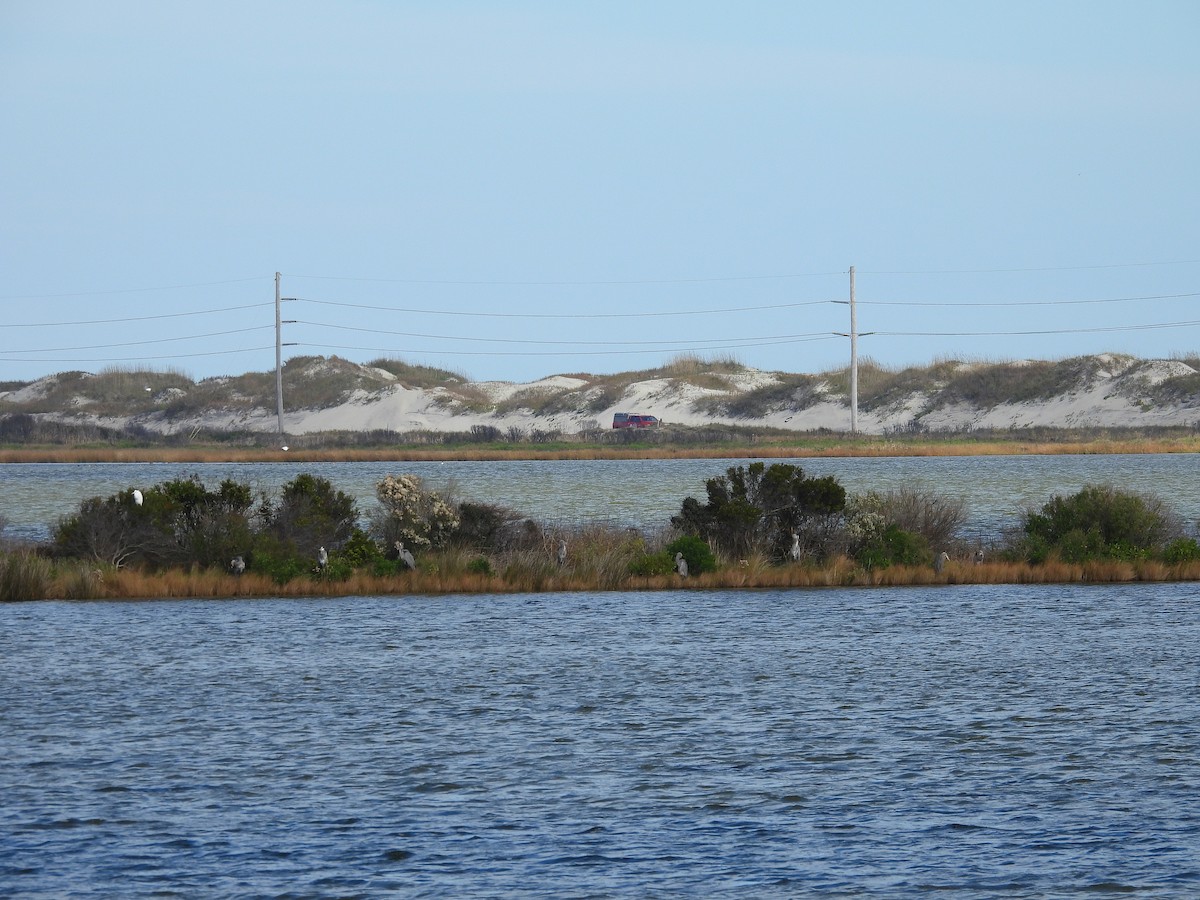 Чапля північна - ML644563543