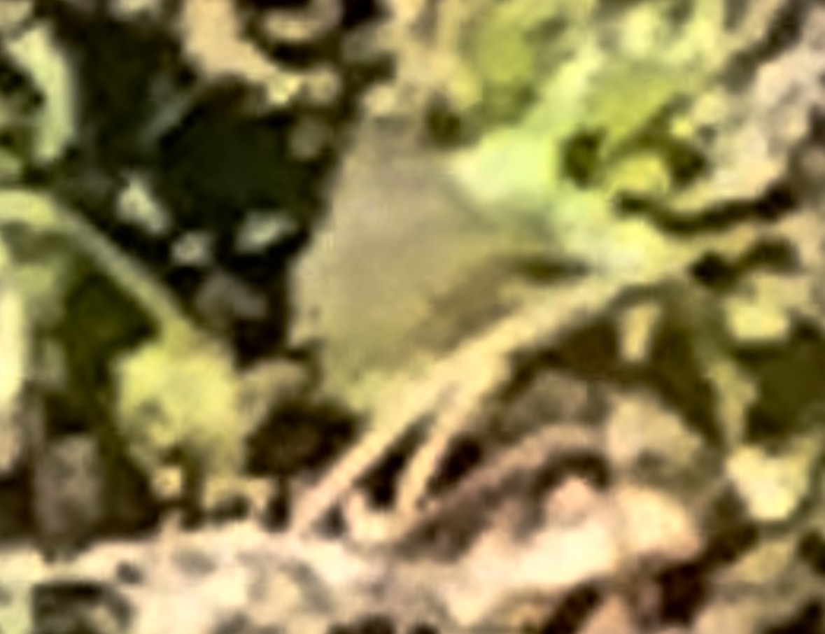 Mourning Warbler - ML644563546