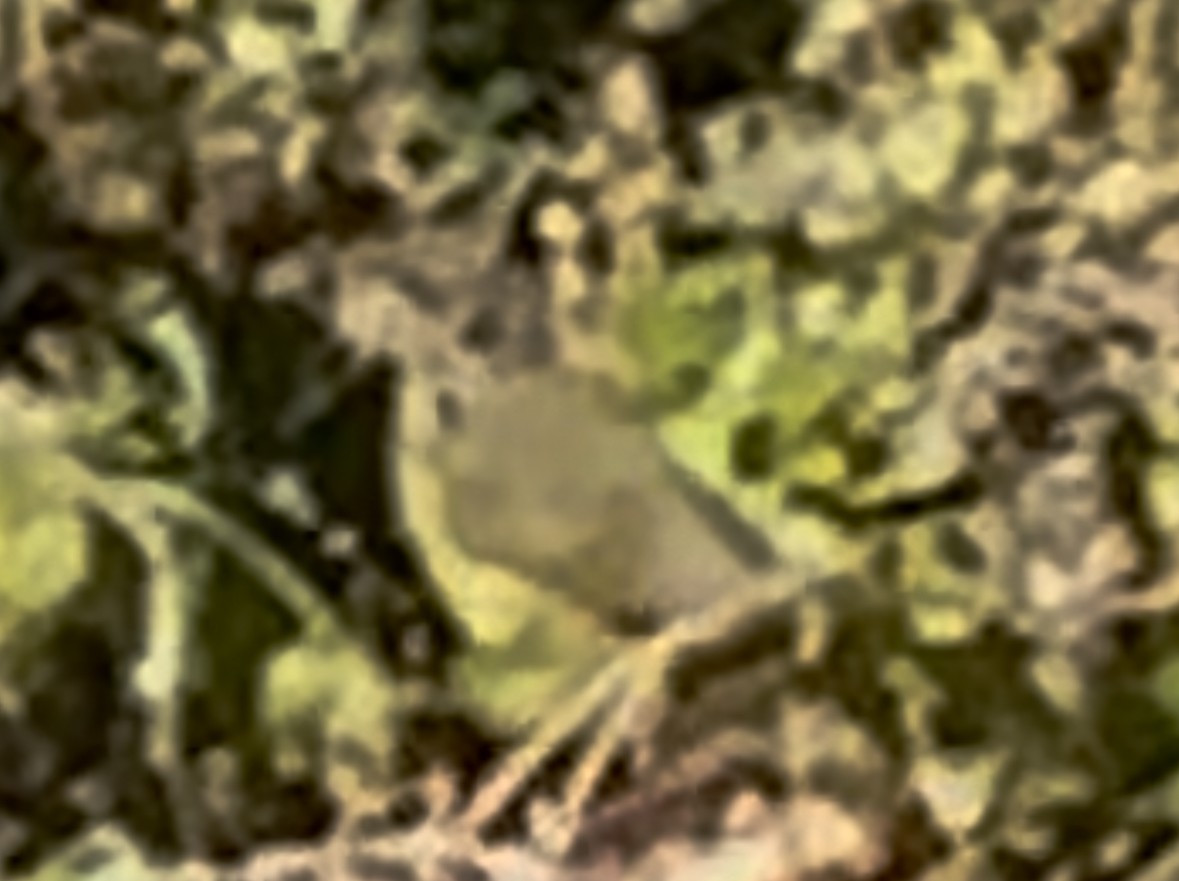 Mourning Warbler - ML644563547