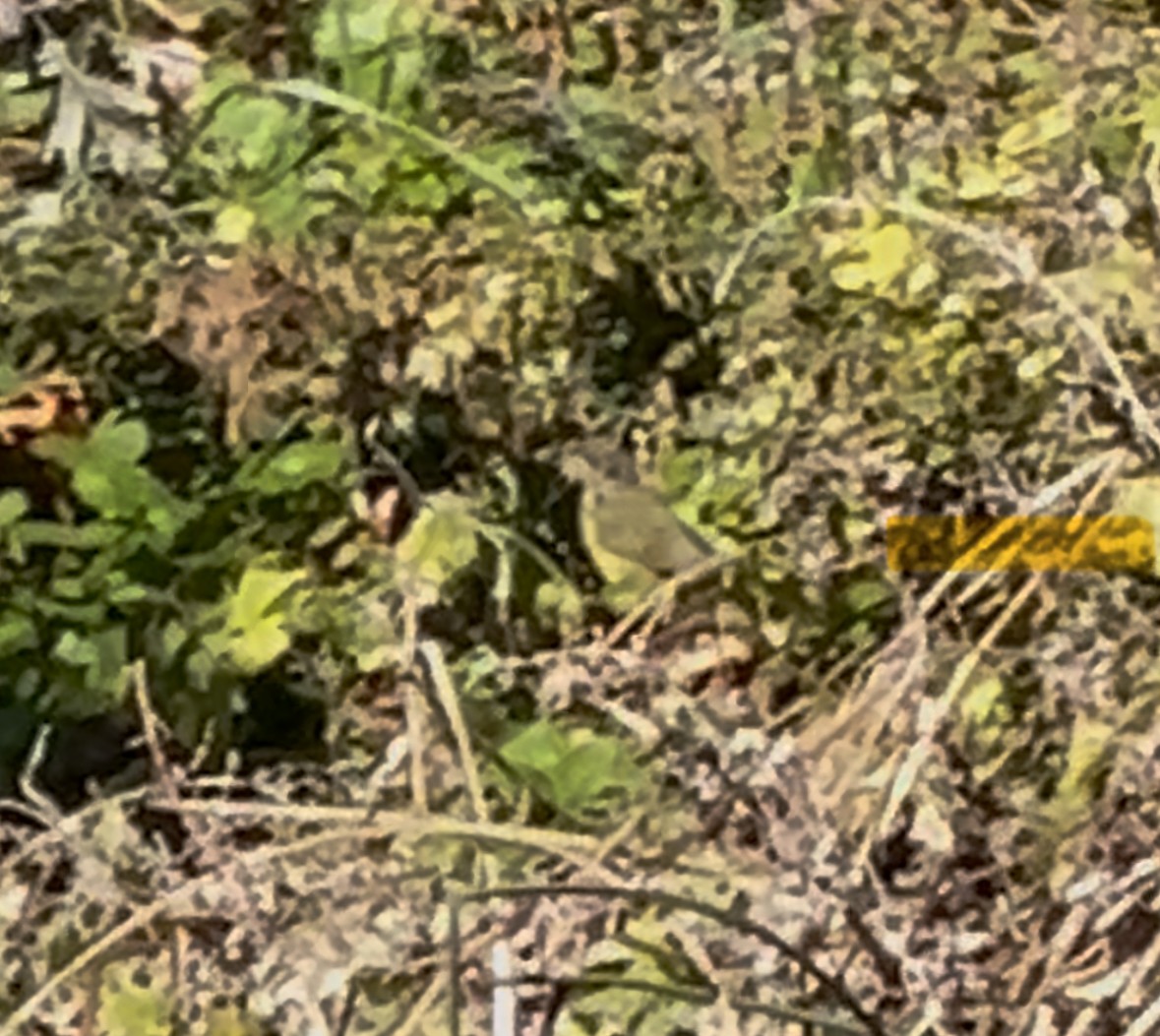 Mourning Warbler - ML644563548