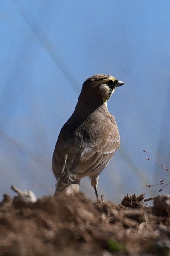 Жайворонок рогатий - ML644563552
