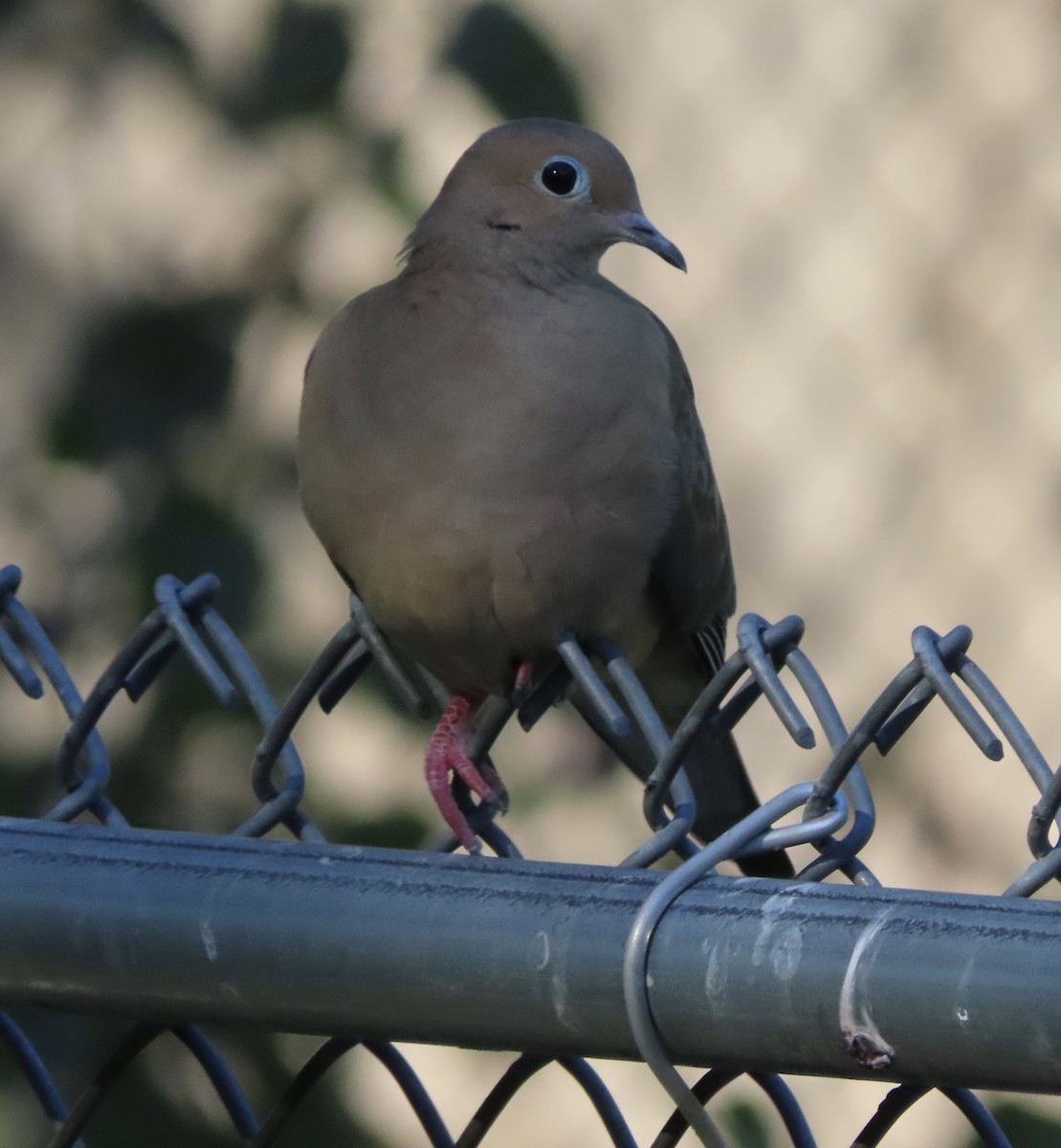 Mourning Dove - ML644563559