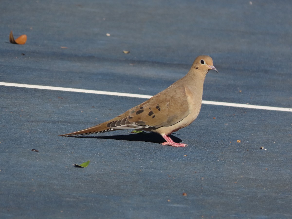 Mourning Dove - ML644563560