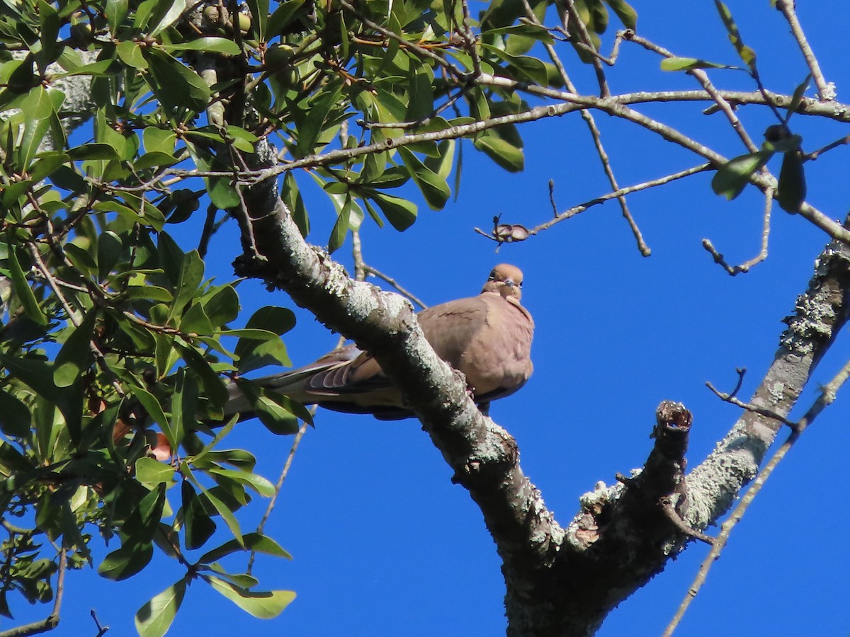 Mourning Dove - ML644563561
