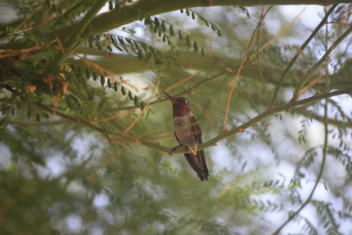Anna's Hummingbird - ML644563562
