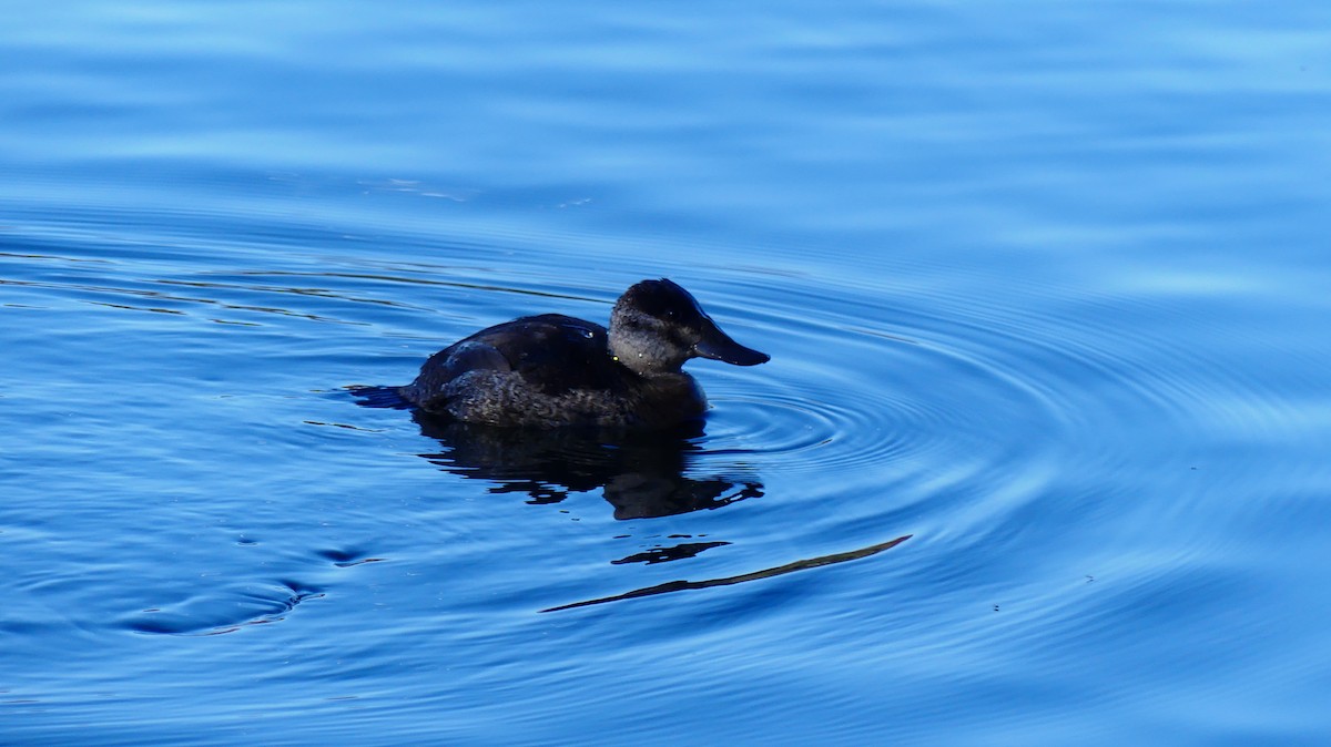 Американская савка - ML644563564