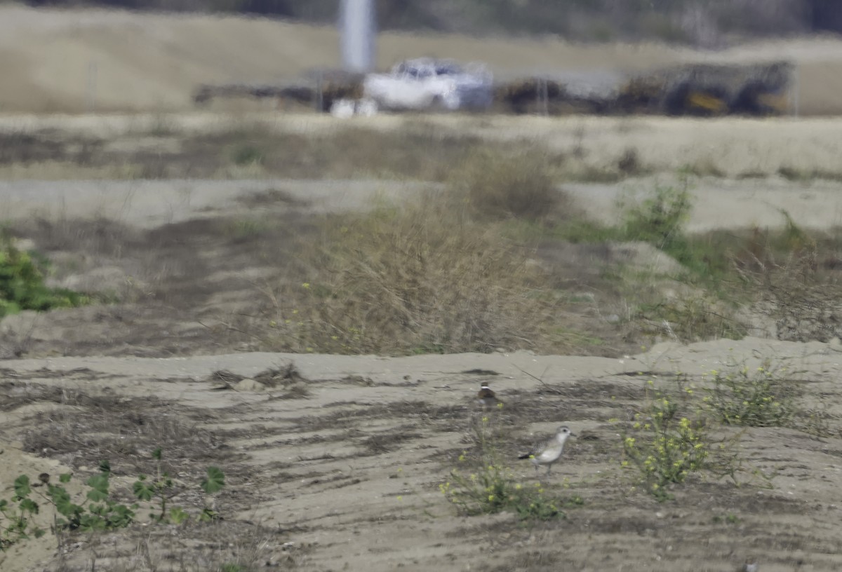 Txirri grisa - ML644563565