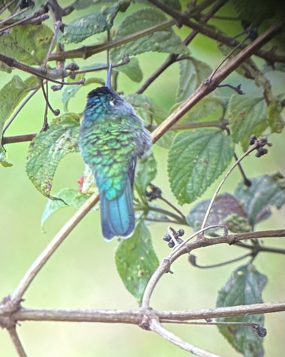 スミレガシラハチドリ - ML644563567