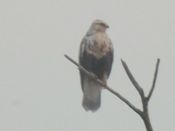 Rough-legged Hawk - ML644563568