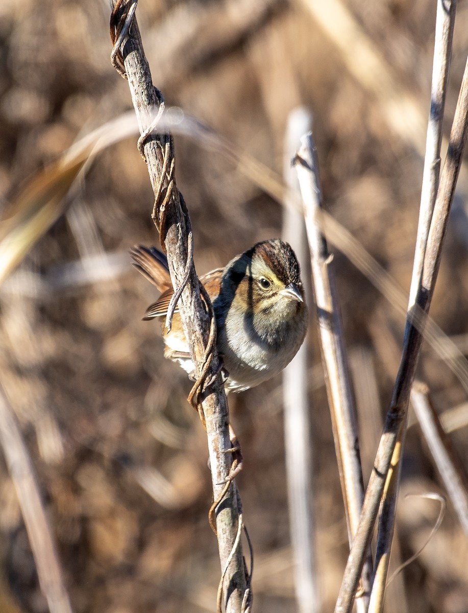Болотная зонотрихия - ML644563574
