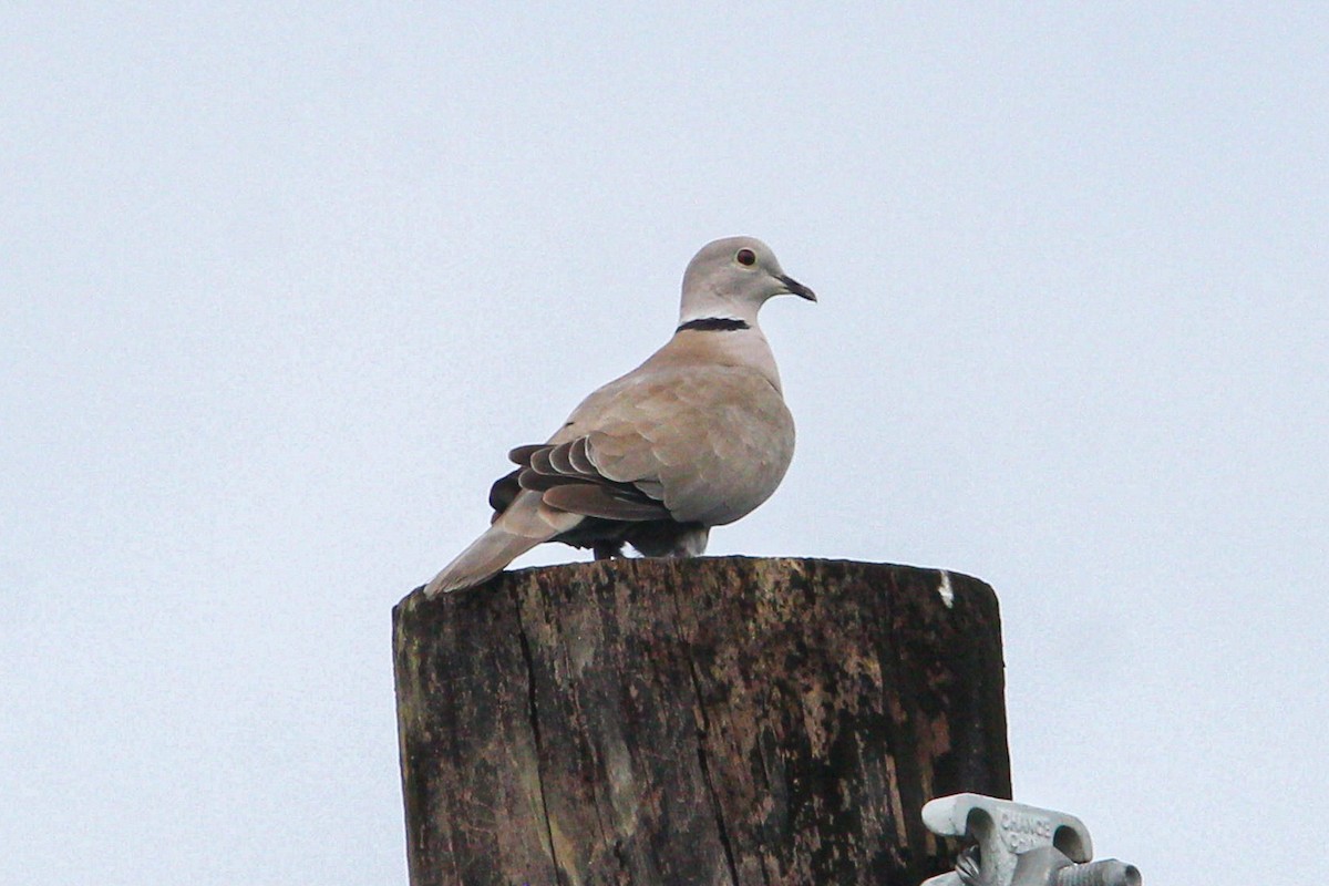 Eurasian Collared-Dove - ML644563594