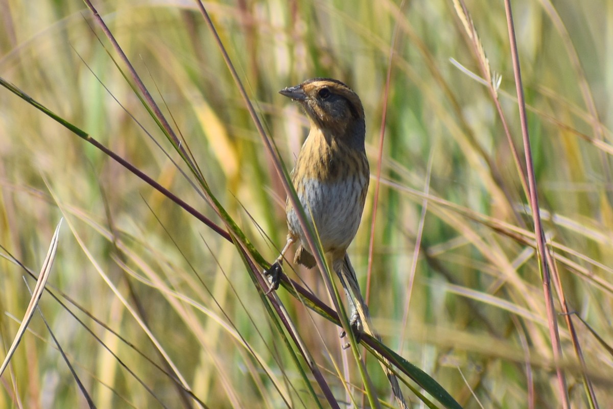 Nelsonammer - ML644563618