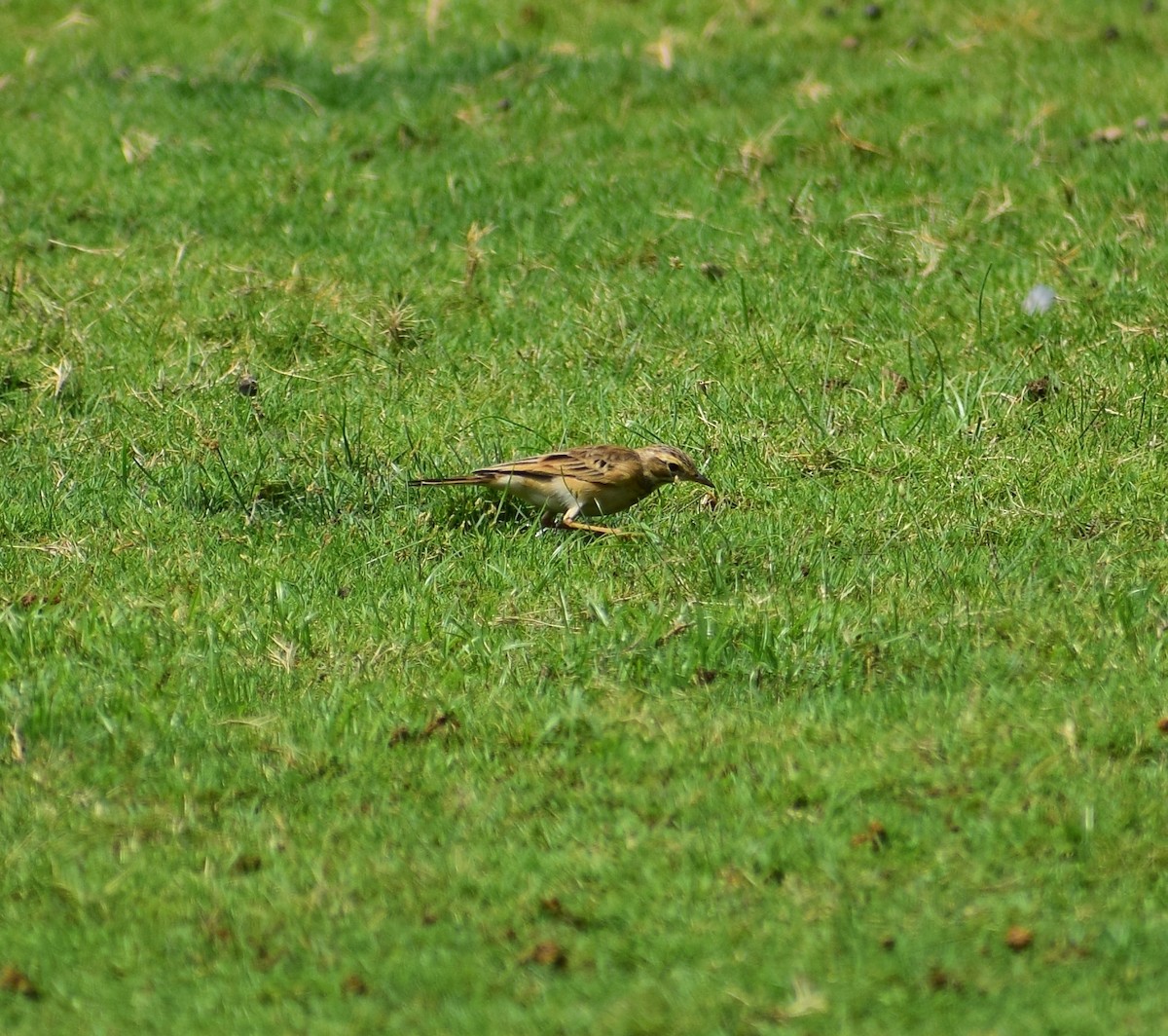 Paddyfield Pipit - ML644563622