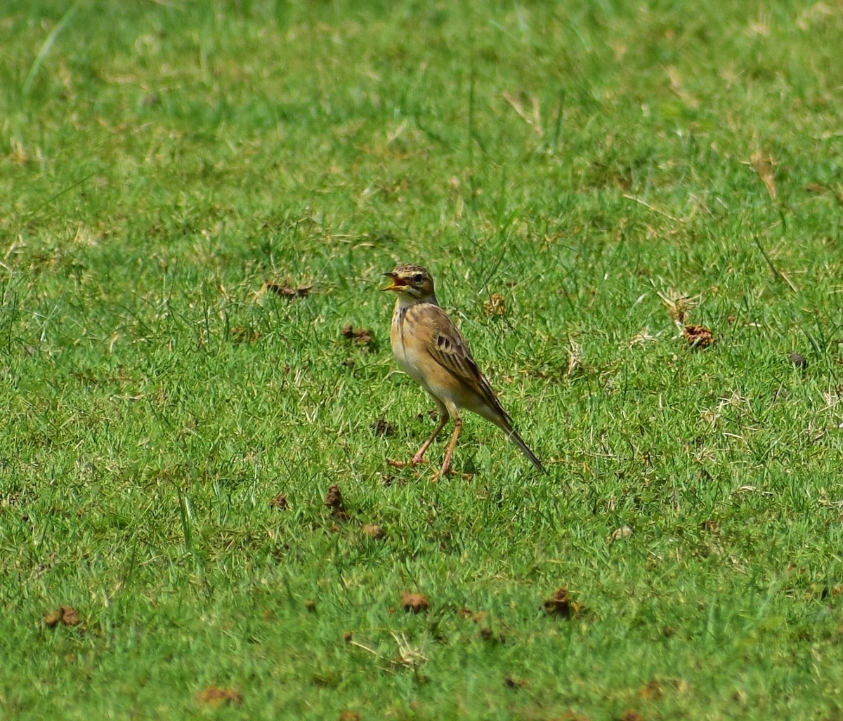 Paddyfield Pipit - ML644563623