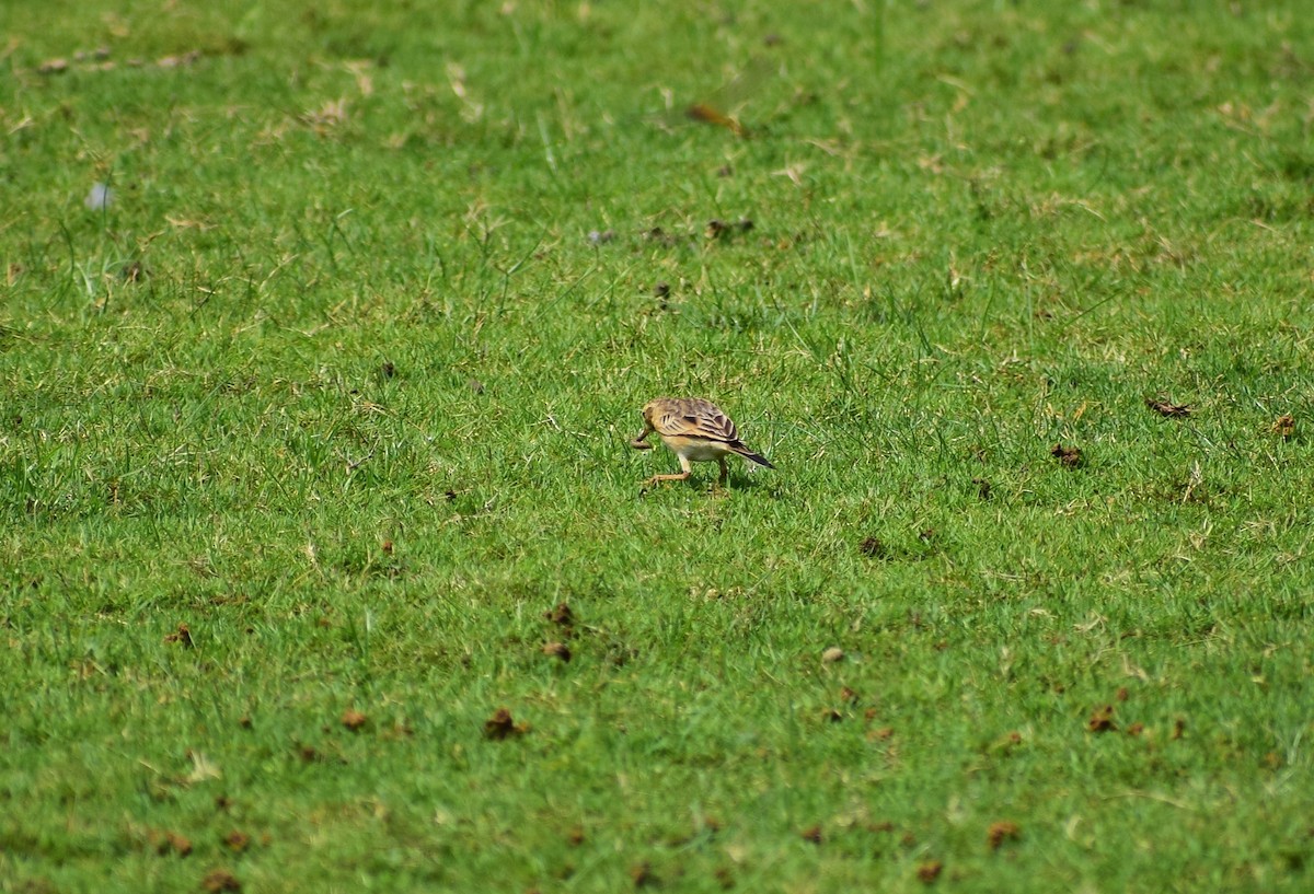Paddyfield Pipit - ML644563624
