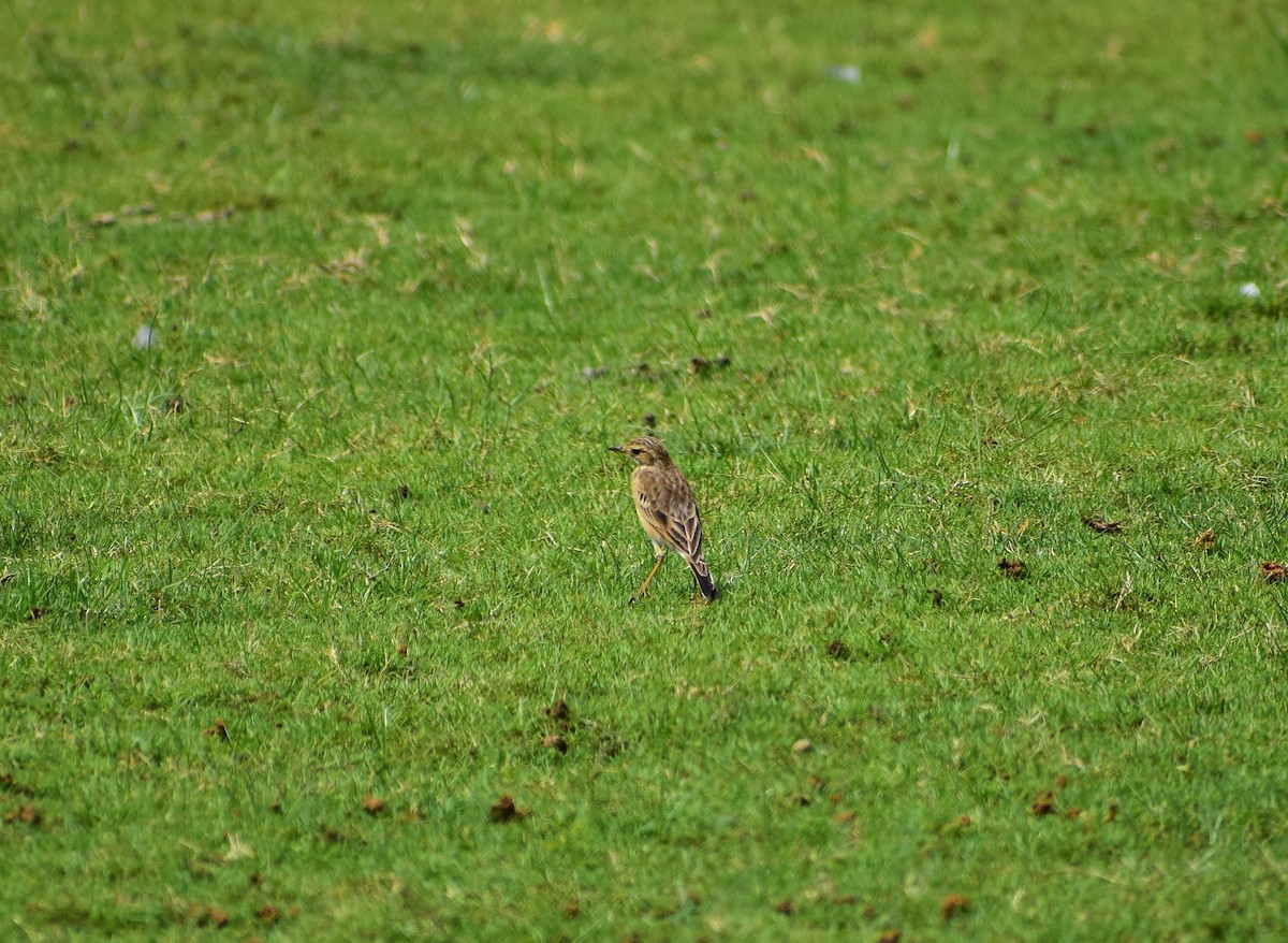 Paddyfield Pipit - ML644563625