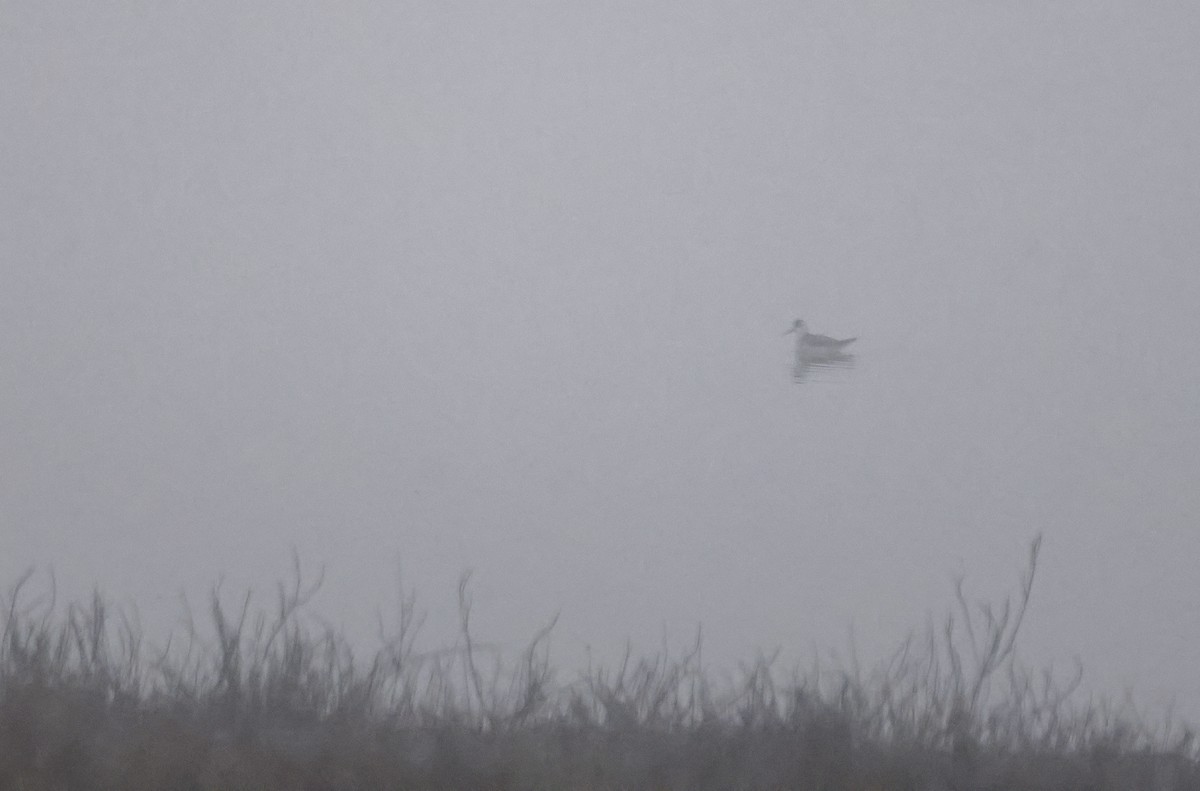 Red-necked Phalarope - ML644563627
